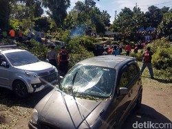 Pohon Tumbang yang Timpa Belasan Mobil di Sukabumi Berusia 100 Tahun