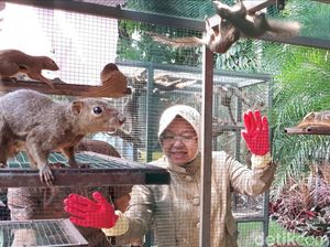 Intip Keseruan Ratusan Tupai Dilepasliarkan di Balai Kota Surabaya Intip Keseruan Ratusan Tupai Dilepasliarkan di Balai Kota Surabaya