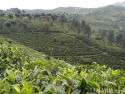 Sariwangi Pailit, Bagaimana Kabar Industri Teh Tanah Air?