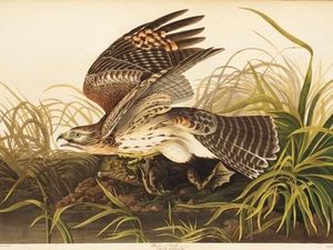 Ilustrasi Burung dari Buku Abad ke-19 Dilelang Rp 166 Miliar