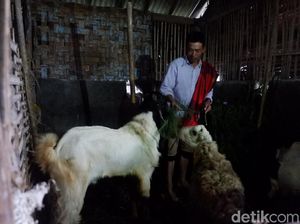 Bingung Merawat, Hewan Ternak Milik Korban Gempa Dijual Murah Bingung Merawat, Hewan Ternak Milik Korban Gempa Dijual Murah