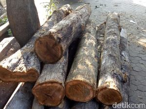 Kepergok Curi Kayu Jati Perhutani, Buruh Tani Dibekuk Kepergok Curi Kayu Jati Perhutani, Buruh Tani Dibekuk
