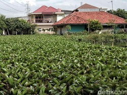 Waduh! Ada Kali Dipenuhi Eceng Gondok di Bekasi
