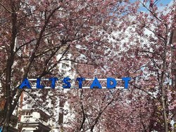 Pohon Sakura di Altstadt Bonn Diancam Akan Diracun