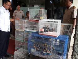 Tidak Dilengkapi Dokumen, 279 Burung Disetop Masuk Surabaya