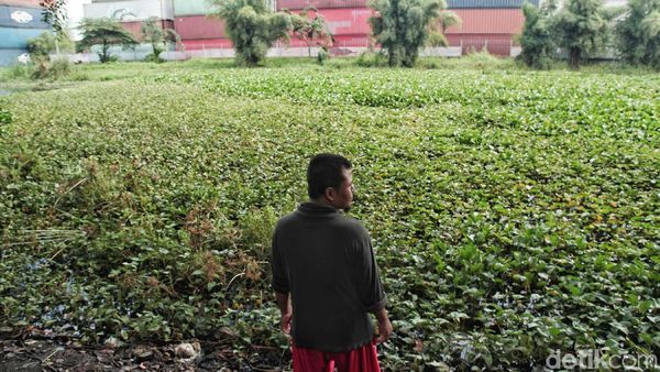 Kumuh, Eceng Gondok Tutup Danau di Rorotan