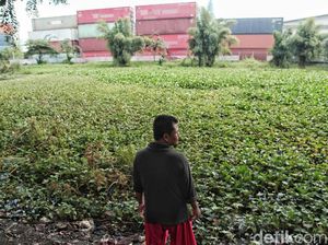 Kumuh, Eceng Gondok Tutup Danau di Rorotan