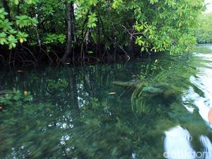 Unik! Hutan Mangrove, Bawahnya Terumbu Karang