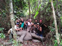 Kena Jerat Babi, Anak Gajah Sudah Gabung dengan Kelompoknya