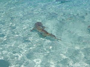 Mengenal Hiu di Raja Ampat yang Dilindungi, Berikut Faktanya Mengenal Hiu di Raja Ampat yang Dilindungi, Berikut Faktanya