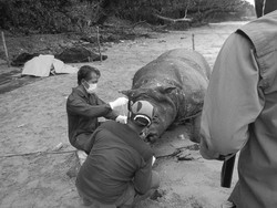 Bukan Diburu, Badak Samson Mati Akibat Kerusakan Organ Dalam