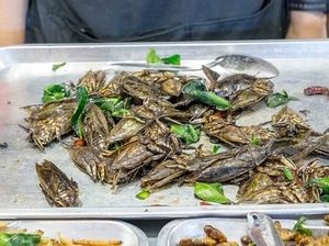 Jajan Jangkrik Goreng dan Seafood Takoyaki di Pasar Malam Rot Fai Jajan Jangkrik Goreng dan Seafood Takoyaki di Pasar Malam Rot Fai