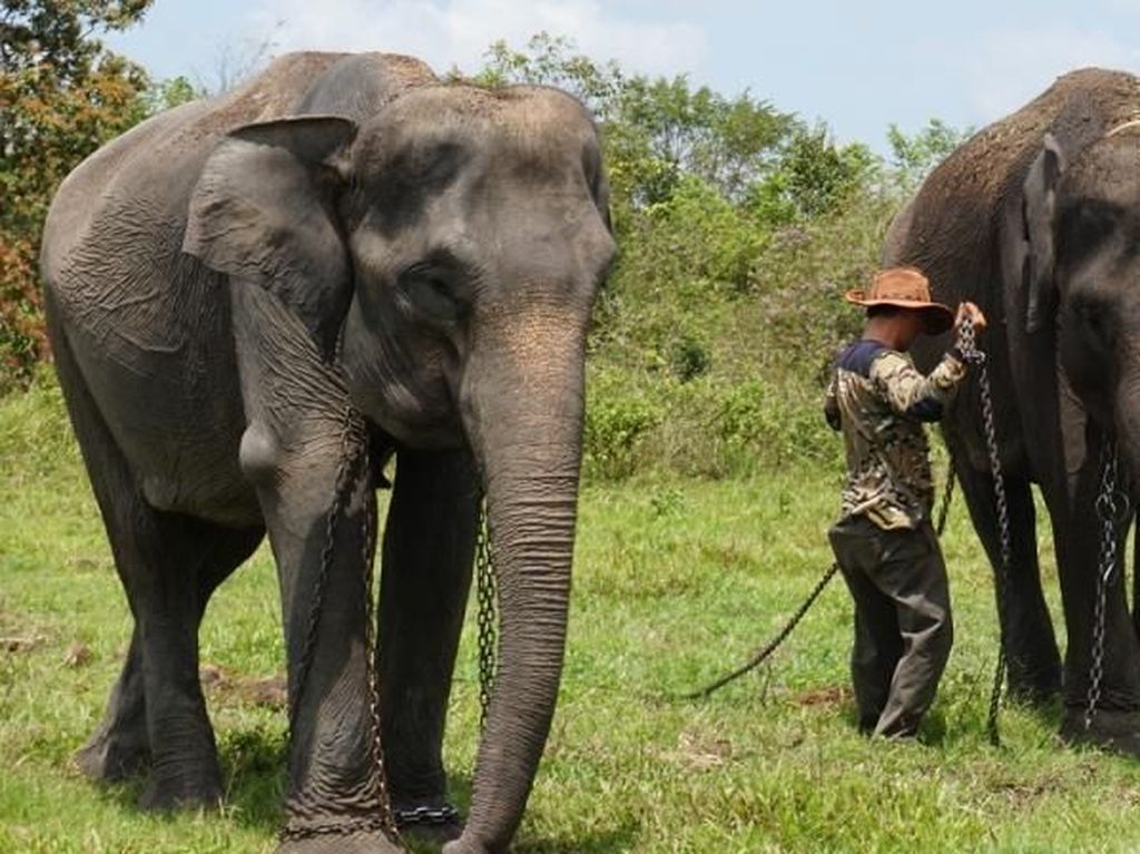 Yuk, Lihat Gajah di Taman Nasional Tertua di Indonesia! Yuk, Lihat Gajah di Taman Nasional Tertua di Indonesia!