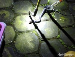 Ular Kobra Nyaris Mangsa Kucing dan Pemilik Rumah di Bandung