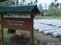 Lahan Bekas Limbah Tambang Freeport Disulap Jadi Perkebunan