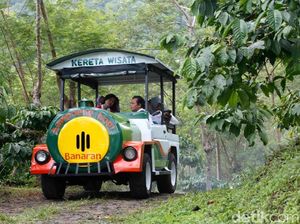 Asyiknya Keliling Kebun Kopi dan Ngopi Nikmat di Kampoeng Kopi Banaran Asyiknya Keliling Kebun Kopi dan Ngopi Nikmat di Kampoeng Kopi Banaran