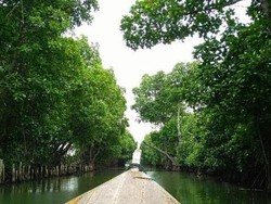 Percaya Nggak? Ada Hutan Mangrove Cantik di Bekasi