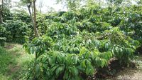 Asyiknya Keliling Kebun Kopi dan Ngopi Nikmat di Kampoeng Kopi Banaran