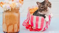 Meoong! Ada Kucing yang Menyelip dalam Es Krim hingga Waffle