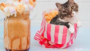 Meoong! Ada Kucing yang Menyelip dalam Es Krim hingga Waffle