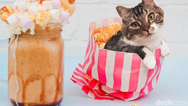 Meoong! Ada Kucing yang Menyelip dalam Es Krim hingga Waffle