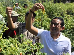 Sandiaga Uno ke Magelang Pastikan Stok Cabai untuk DKI Aman