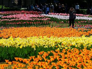 Melihat Indahnya Festival Bunga Tulip di Kazakhstan