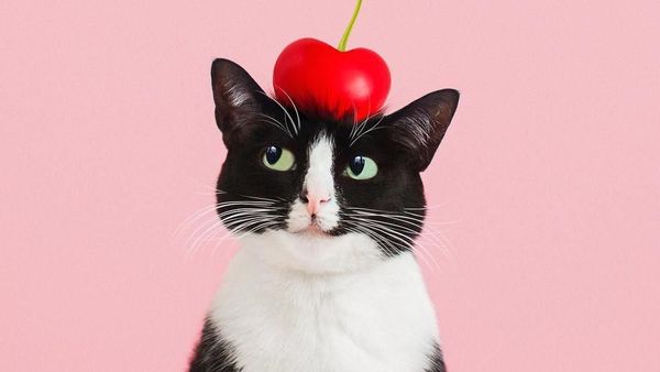 Kucing Menggemaskan yang Eksis di Instagram