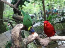 Ke Bandung, Jangan Lewatkan Bird and Bromelia Pavilion Ya!