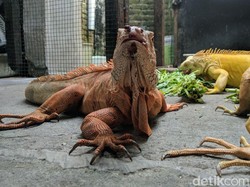 Kisah Sukses Peternak Iguana hingga Dikirim ke Mancanegara