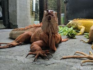 Kisah Sukses Peternak Iguana hingga Dikirim ke Mancanegara Kisah Sukses Peternak Iguana hingga Dikirim ke Mancanegara