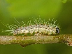 Ulat Bulu Bermunculan, Warga London Diperingatkan Bahaya Racunnya