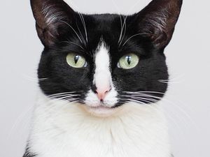 Mudik Lebaran, Bisa Titip Kucing di Sini