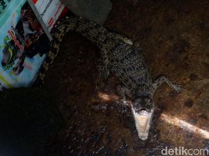 Mengejutkan! Buaya Muara Ditemukan di Kawasan Hulu Sungai Serayu