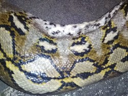 Viral Video Katak Tebu Menumpang di Ular Piton