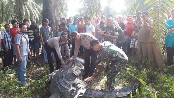 Mengerikan! Ini Buaya Raksasa yang Ditangkap Pekerja Kebun di Aceh