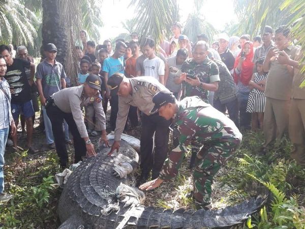 Mengerikan! Ini Buaya Raksasa yang Ditangkap Pekerja Kebun di Aceh