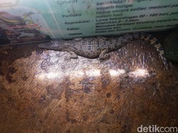 Buaya Muara Ditemukan di Hulu Serayu, Dari Mana Datangnya?