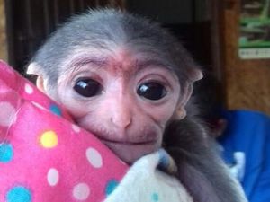 Owa Jawa Lahir Caesar di TN Gunung Gede Pangrango