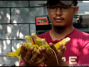 Dari Hobi, Pria Ini Ternak Iguana Hingga Dikirim ke Mancanegara