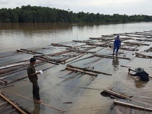 Ratusan Kayu Tak Bertuan Kembali Ditemukan di Sungai Sumsel