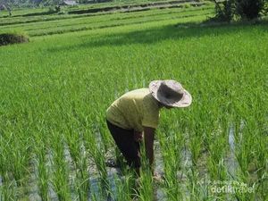 Pemerintah Mau Cetak Sawah Baru? Penuhi Dulu 4 Syarat Ini