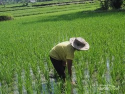 Wujudkan Lumbung Pangan Dunia, Indonesia Butuh 14,8 Juta Ha Lahan