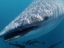 Pecahkan Rekor, Seekor Hiu Paus Berenang 19.300 Km Lintasi Pasifik