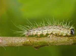 Geger Ulat Bulu Tewaskan 16 Anak, Kemenkes: Hoaks!