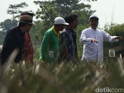 Dicurhati Petani Nanas, Gus Ipul Siapkan Program Tampan Sejati