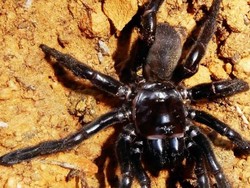 Laba-laba Tertua di Dunia Mati