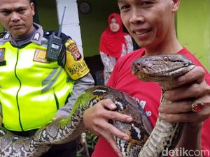 Video Ular Piton Sepanjang 4 Meter Ditemukan di Bak Air