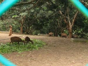 Pulau Bawean, Surga Tersembunyi di Laut Jawa dengan Wisata Alam Menawan Pulau Bawean, Surga Tersembunyi di Laut Jawa dengan Wisata Alam Menawan