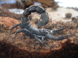 Ilmuwan Maroko Ciptakan Robot Pemerah Racun Kalajengking